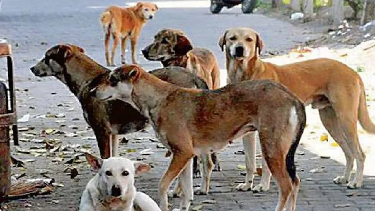 Supreme-Court-Stray-Dogs2 