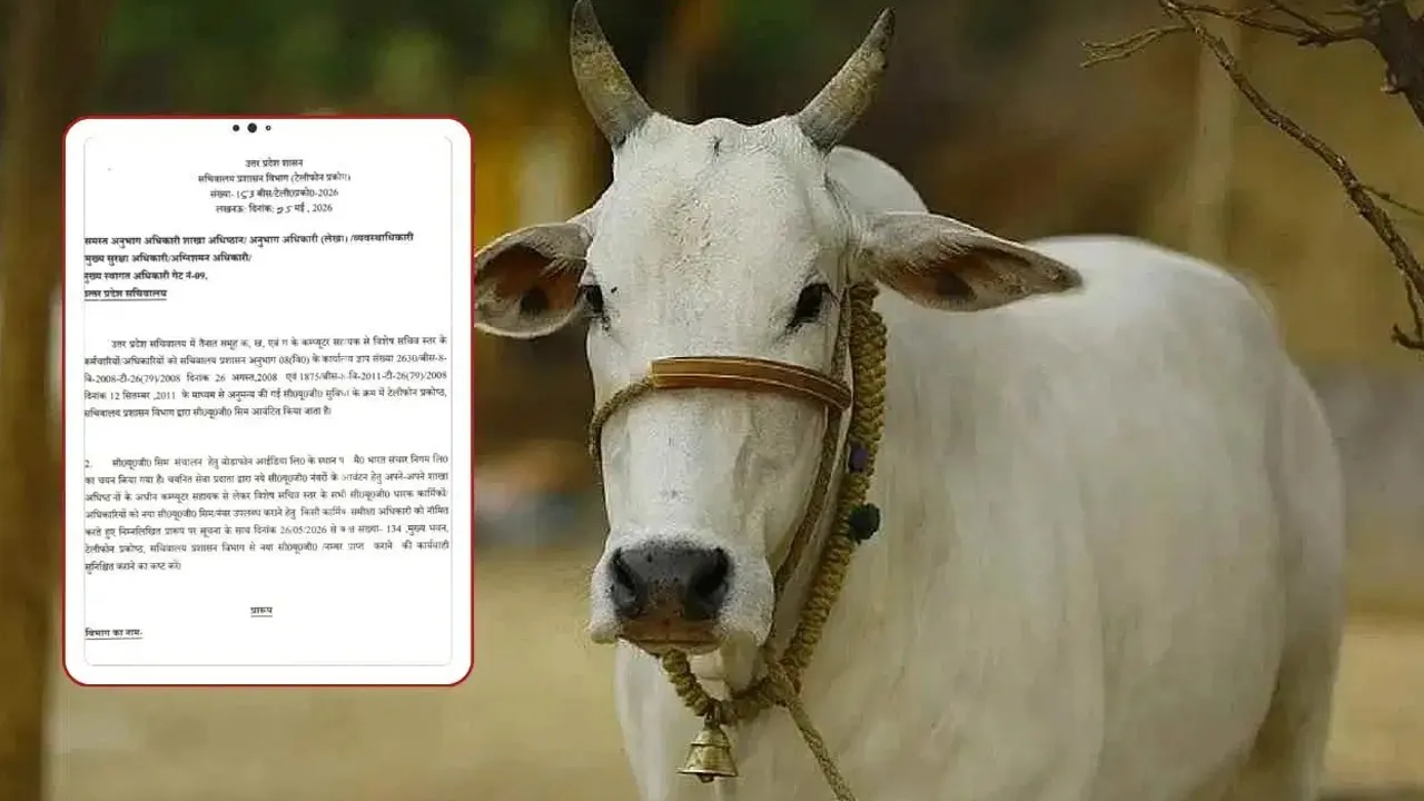 હવે શિક્ષકોને 100 ક્વિન્ટલ ઘાસનું ભૂસું એકઠું કરવાનો આદેશ અપાયો! શિક્ષક સંઘે કહ્યું, 'કાલે ઉઠીને કહેશે ગાયનું છાણ લઇ આવો'