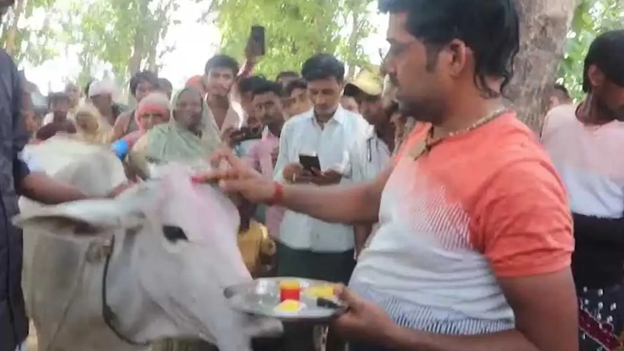 cow