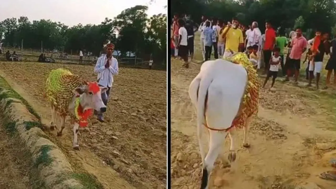 ગાય 7 દિવસથી કરી રહી છે ખેતરની પરિક્રમા, લોકોએ ગણ્યો ચમત્કાર... આઠમા દિવસે ખૂલ્યું રહસ્ય 