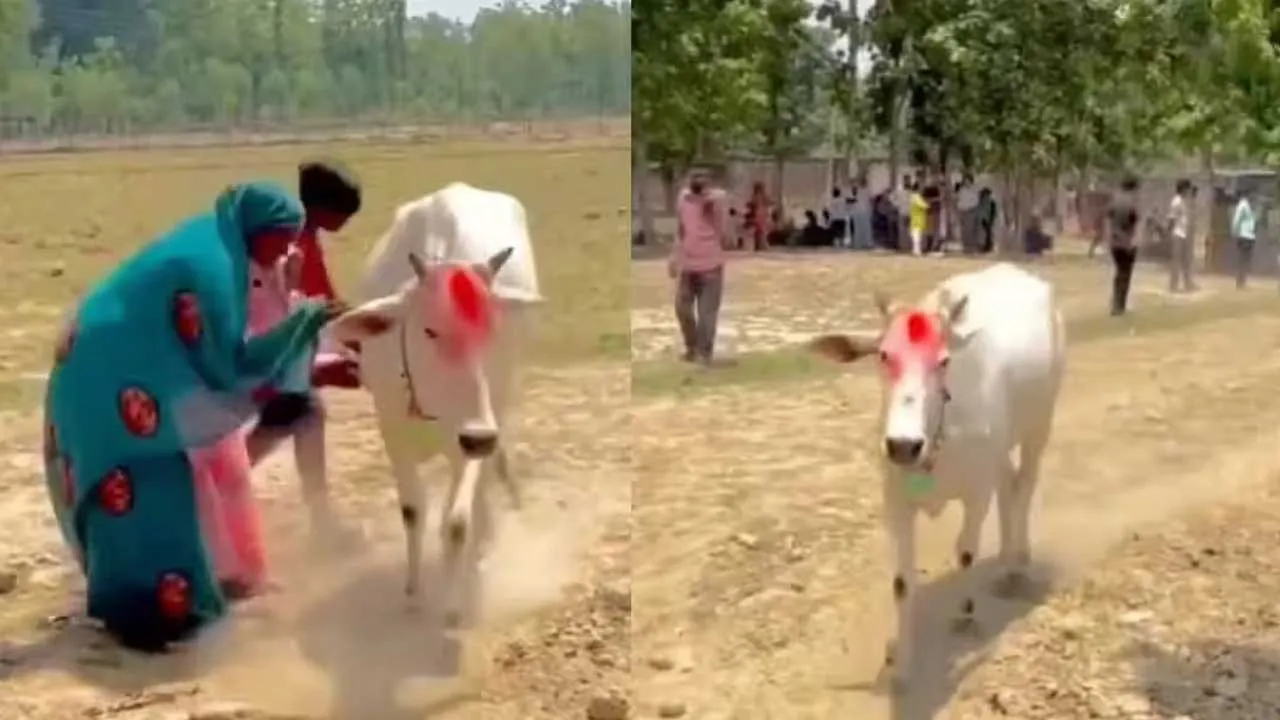 cow