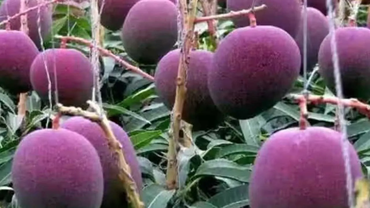 Miyazaki Mango