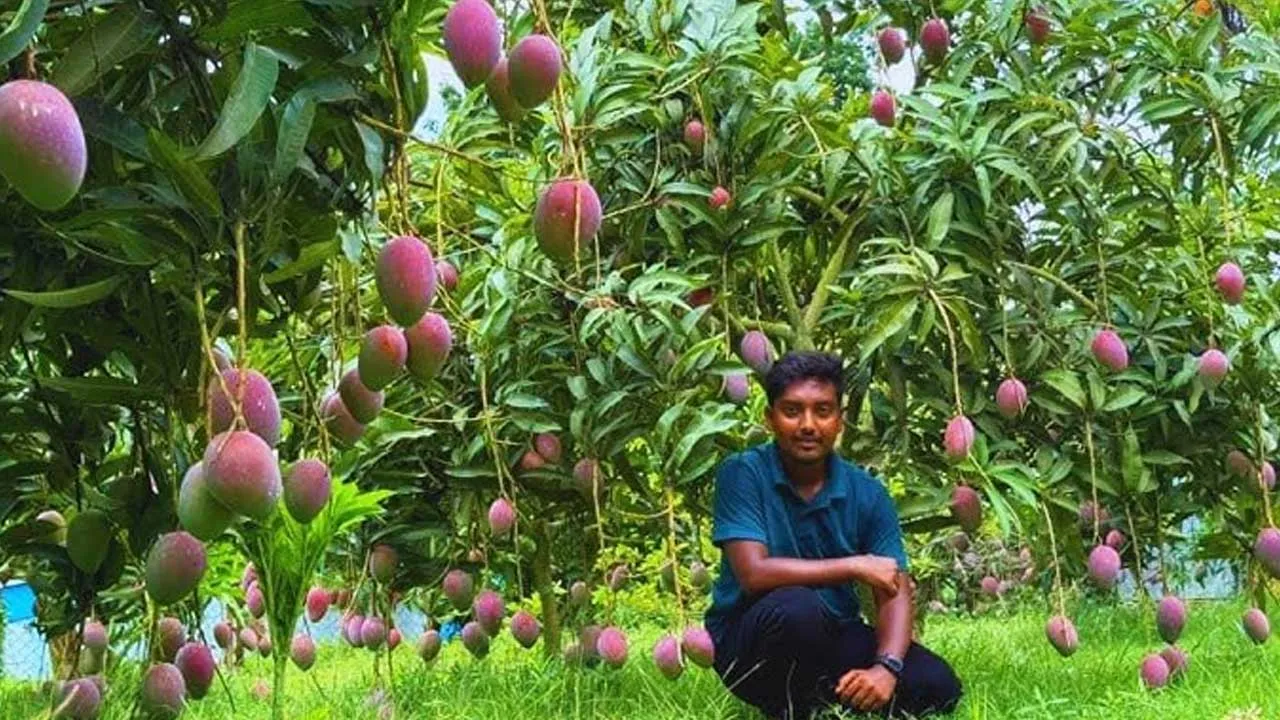 Miyazaki Mango