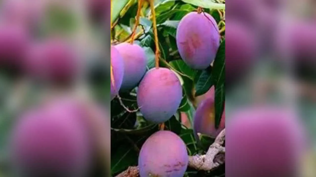 Miyazaki Mango