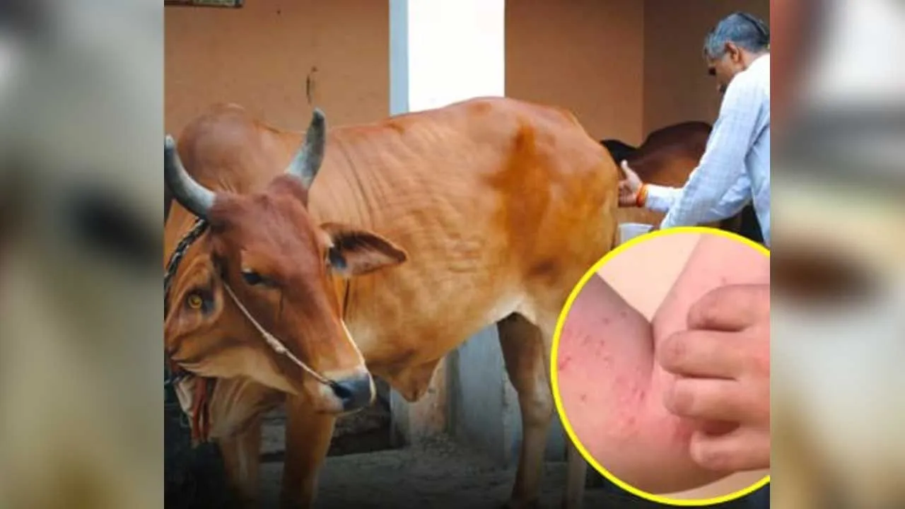 શું ગૌમૂત્રથી ચિકનગુનિયાનો ઈલાજ શક્ય બનશે? IITની રિસર્ચમાં મળી એક ફોર્મ્યુલા!
