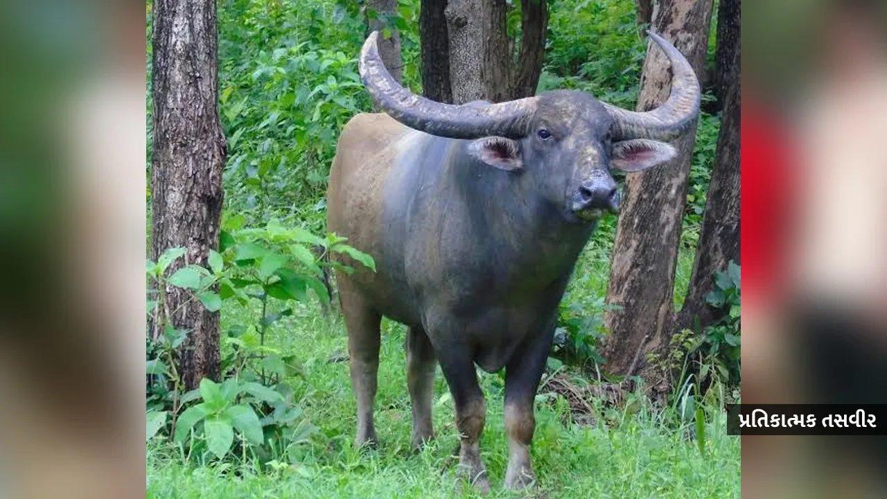 buffalo1 
