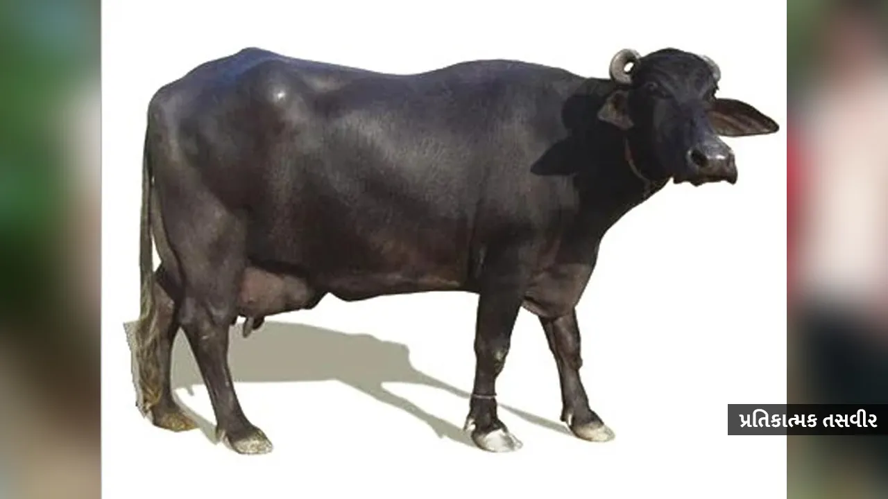 buffalo2 