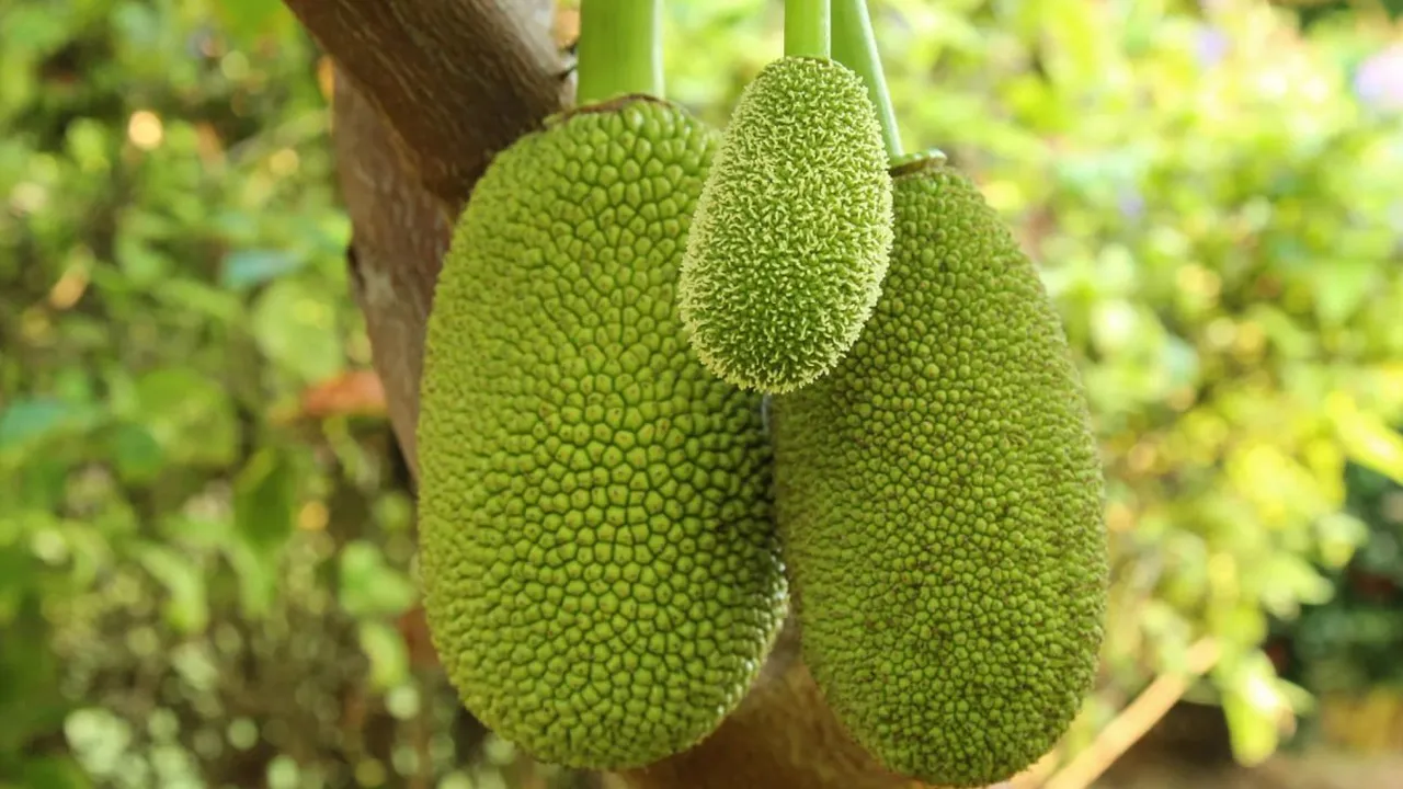 jackfruit1 