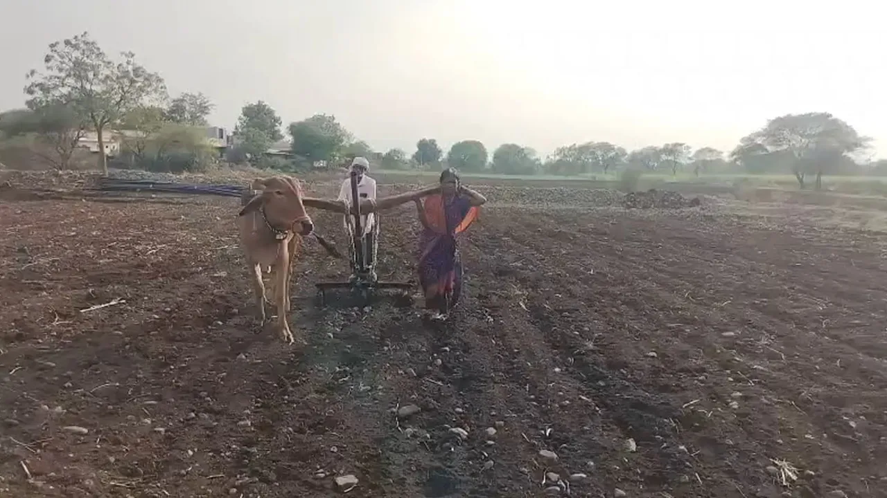 બળદનું નિધન થતા ખેડૂતની પત્નીએ પોતે ખેતર ખેડવાનું શરૂ કર્યું. વીડિયો વાયરલ થતા સરકારને પગલા લેવાની ફરજ પડી