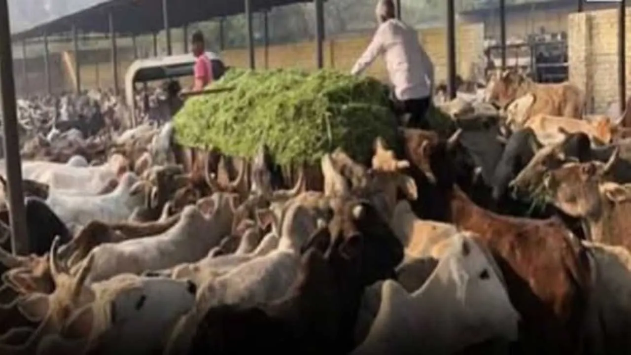 Cow Grant Scam