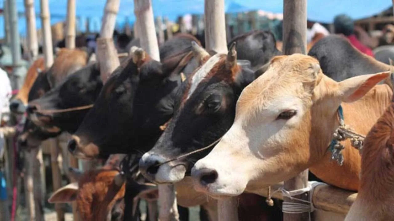 Cow Grant Scam 