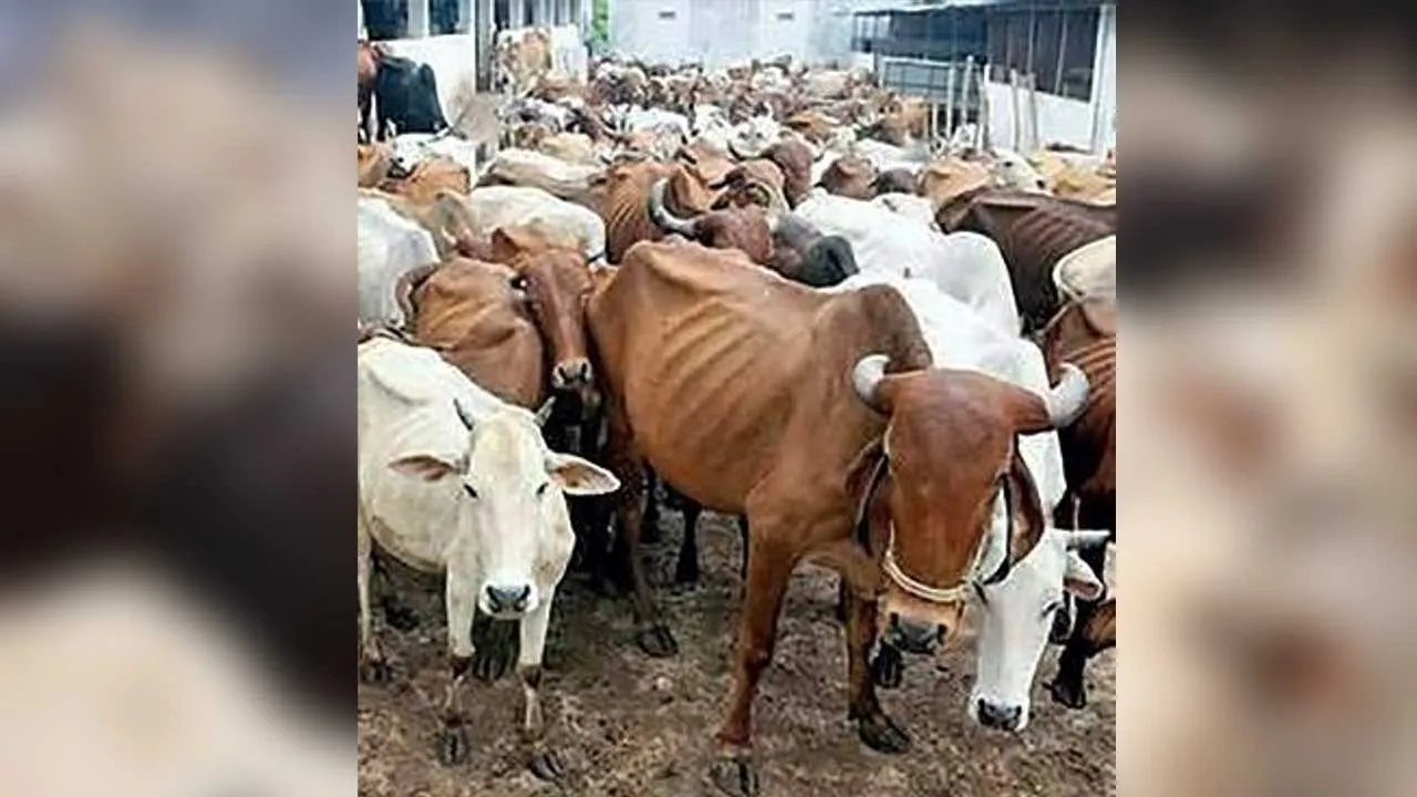 Cow Grant Scam