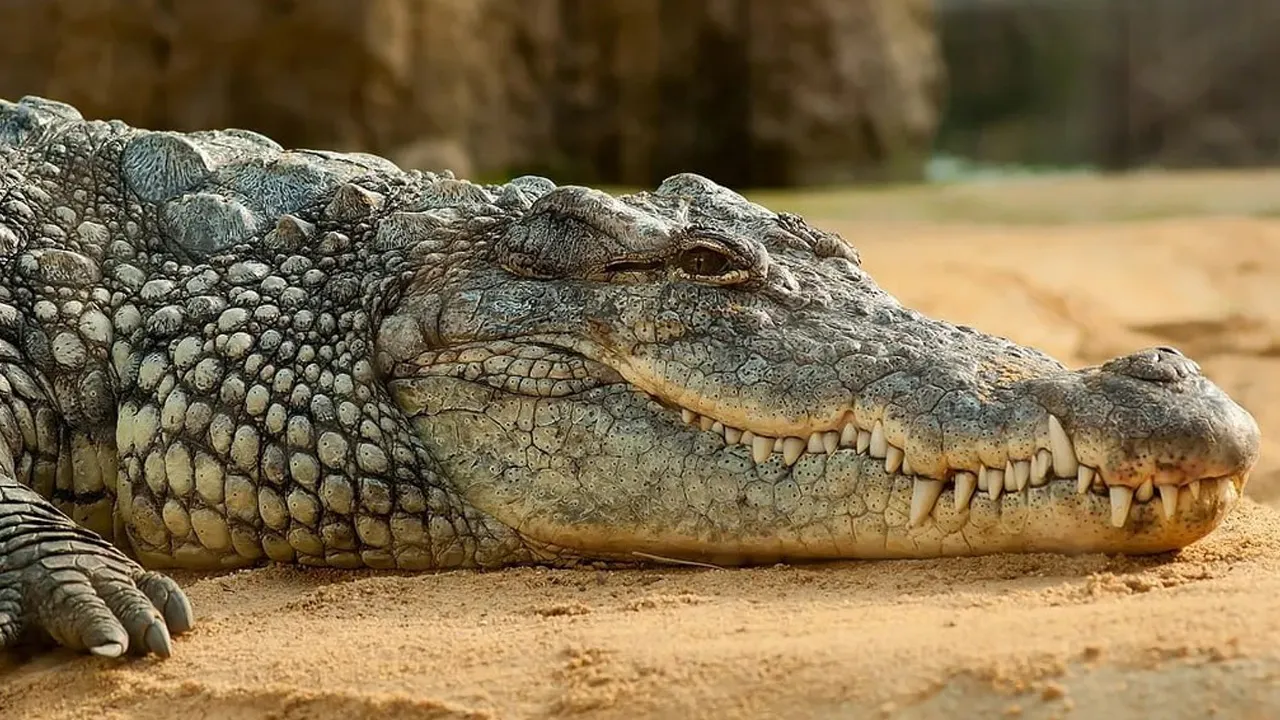 Crocodiles1 