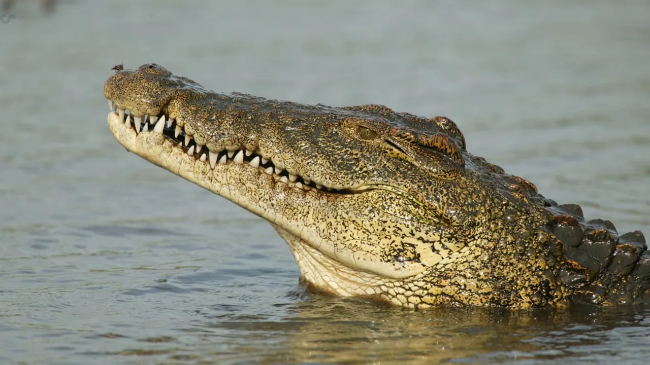 Crocodiles2 