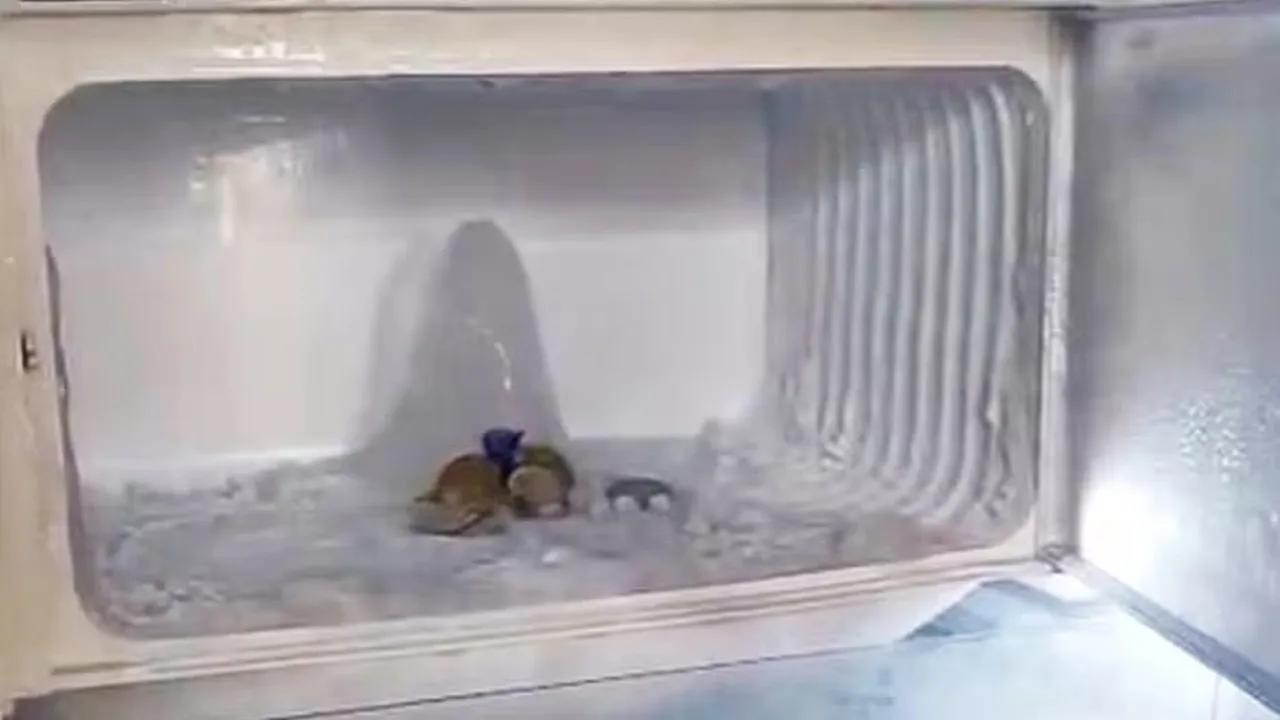 fridge-shivling4 