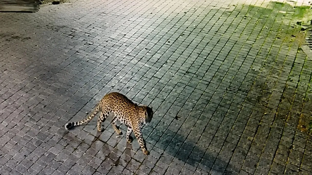 Leopard 