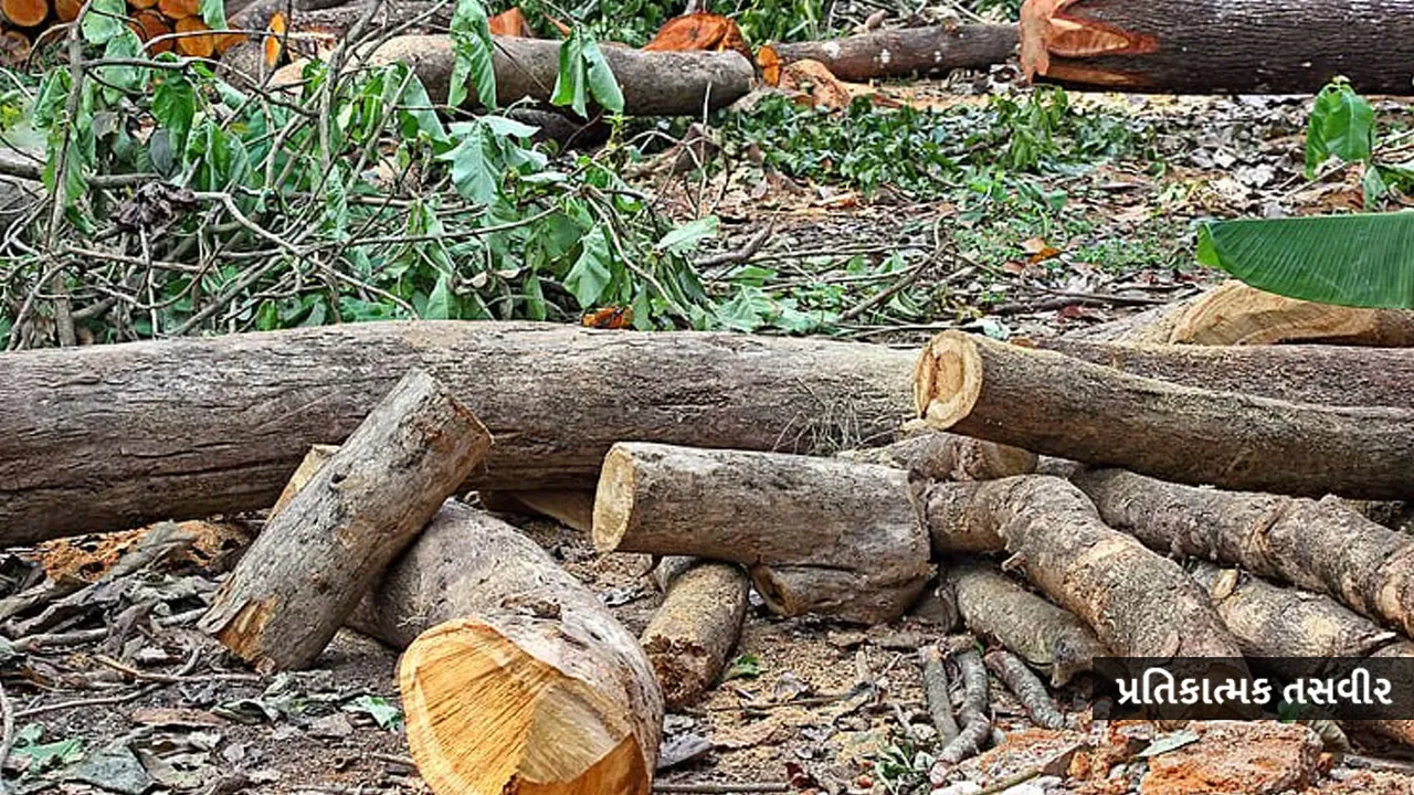 tree-cutting 