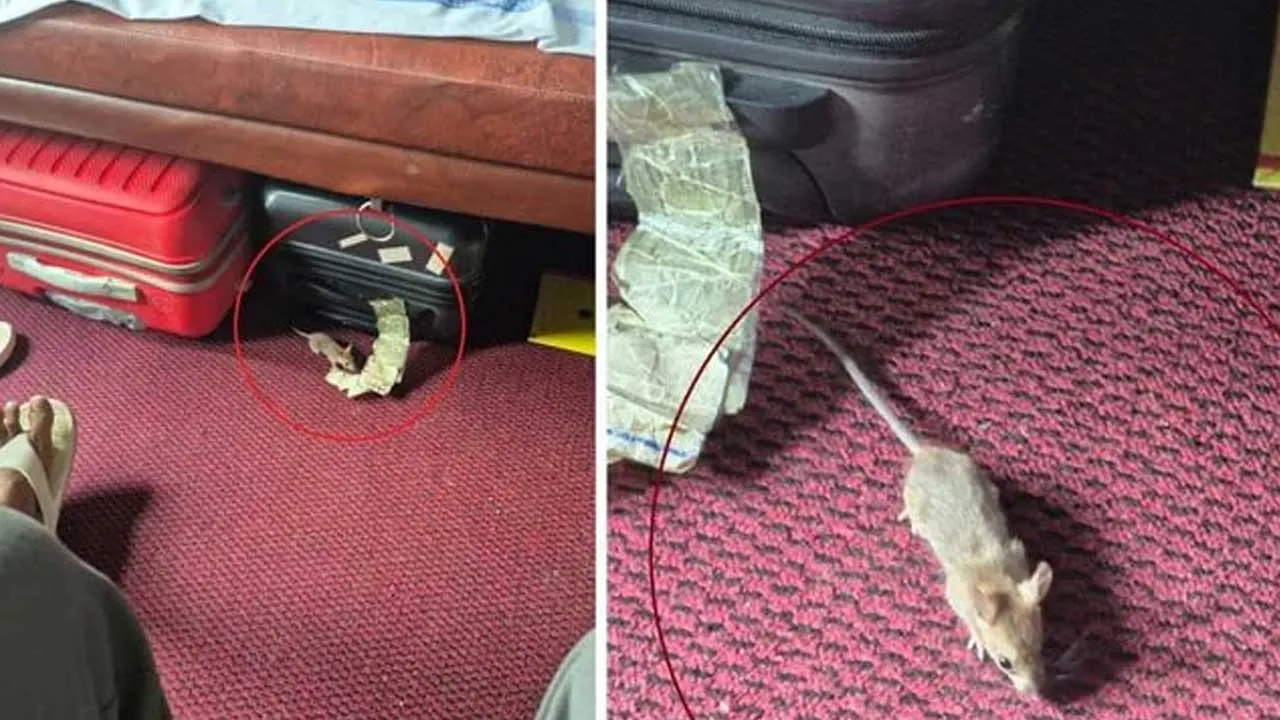 Rat Bites Nose