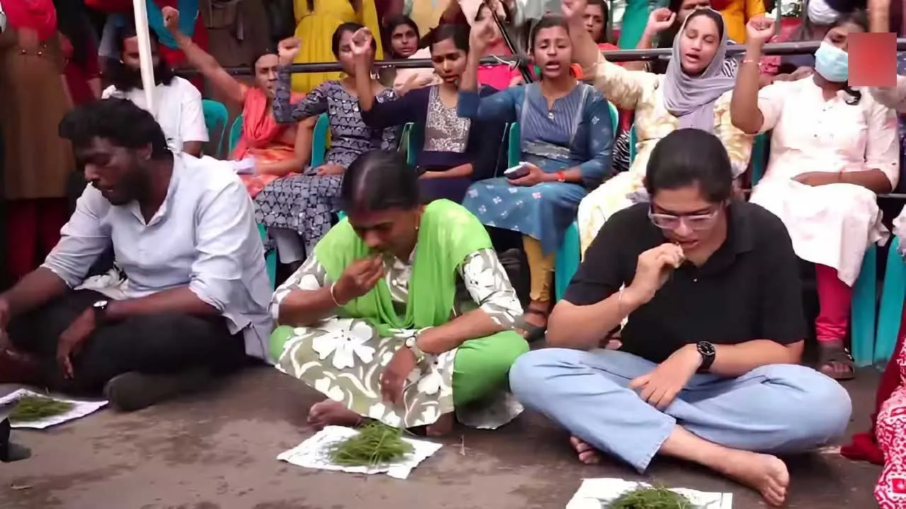 Teacher-Eat Grass