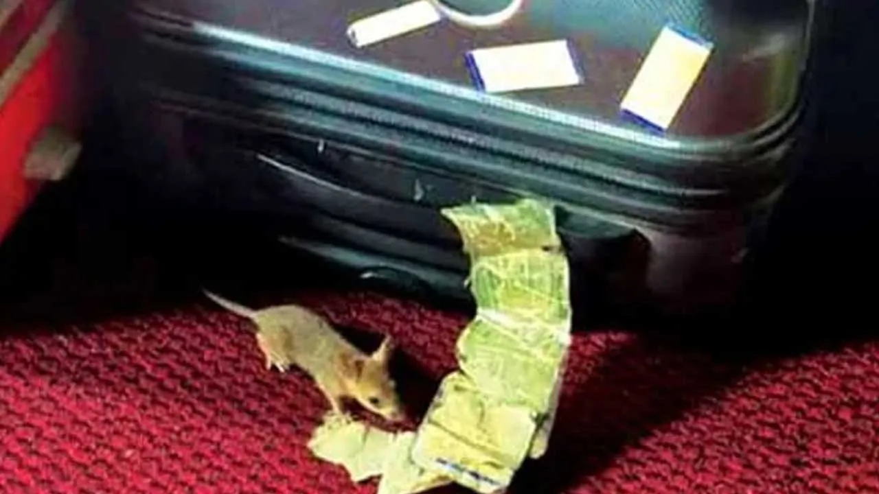 Rat Bites Nose