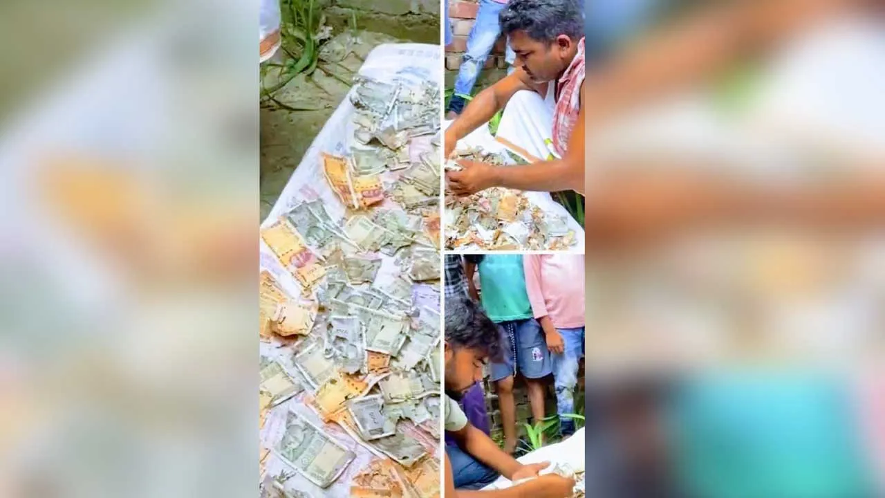 Woman-Rats Chewed Currency