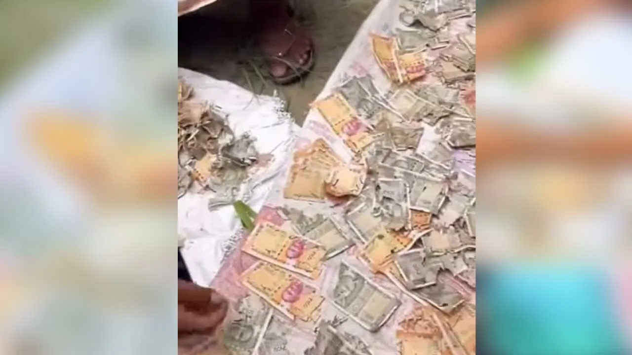 Woman-Rats Chewed Currency