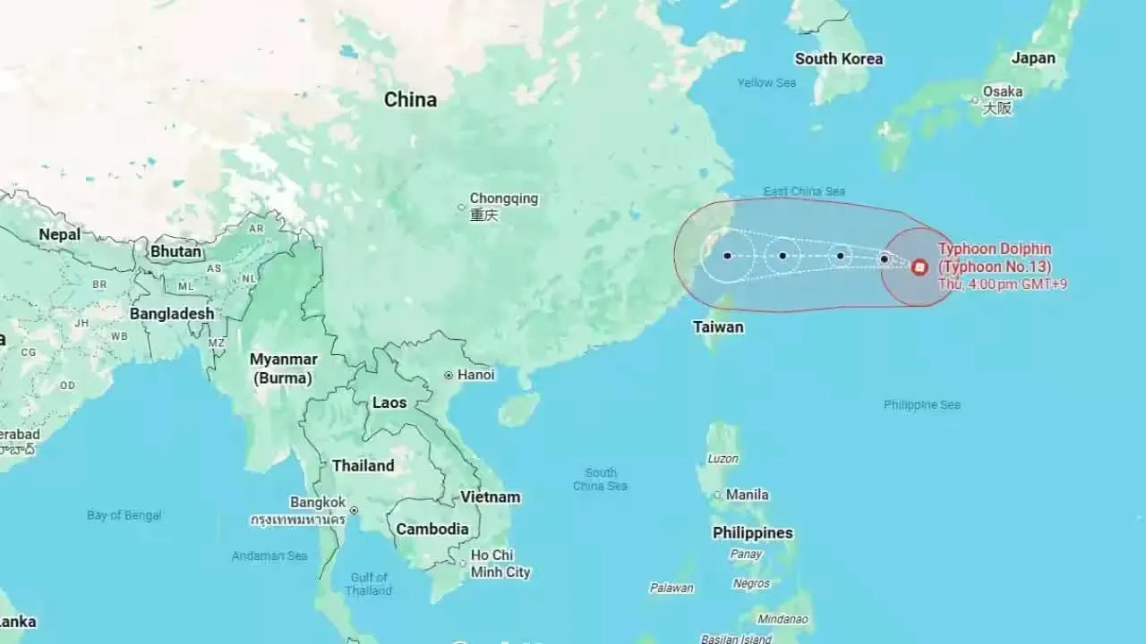 Pacific Typhoons Dolphin