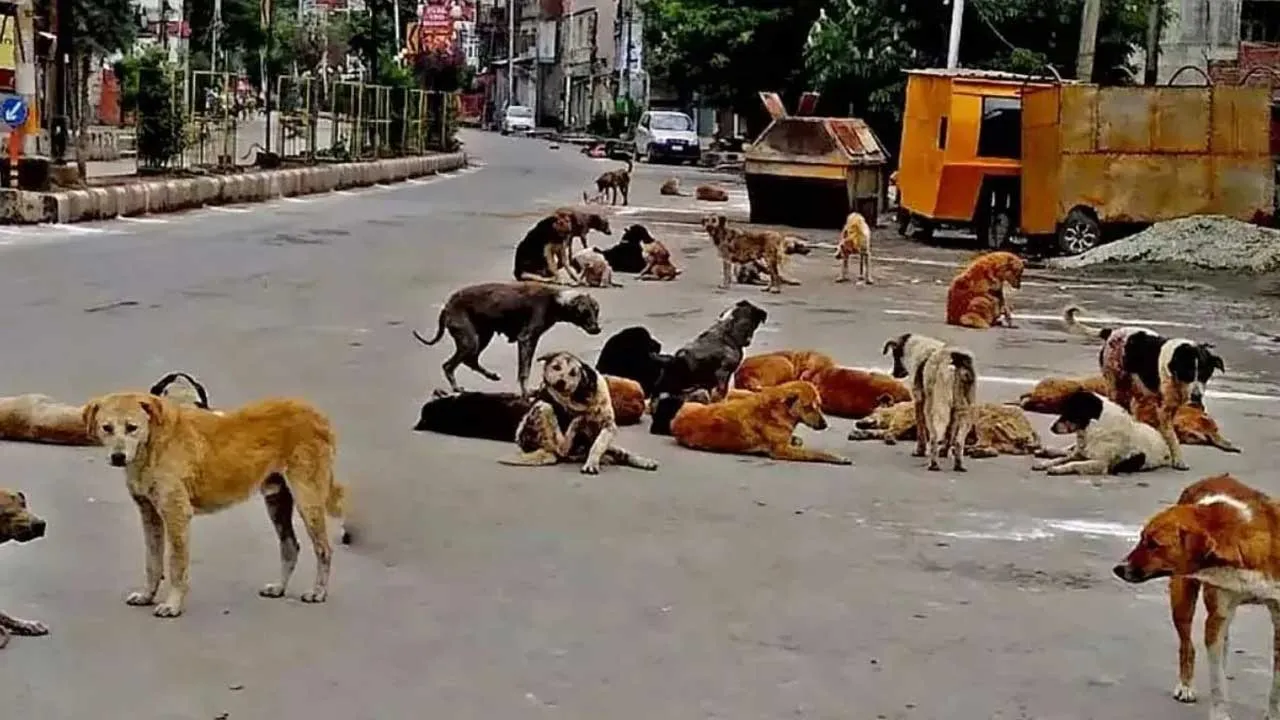 Stray Dogs Attack