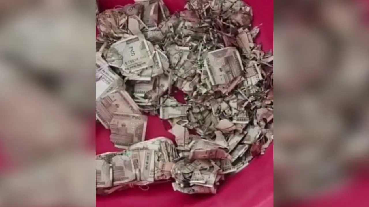 Farmer-5-lakh-Termites 