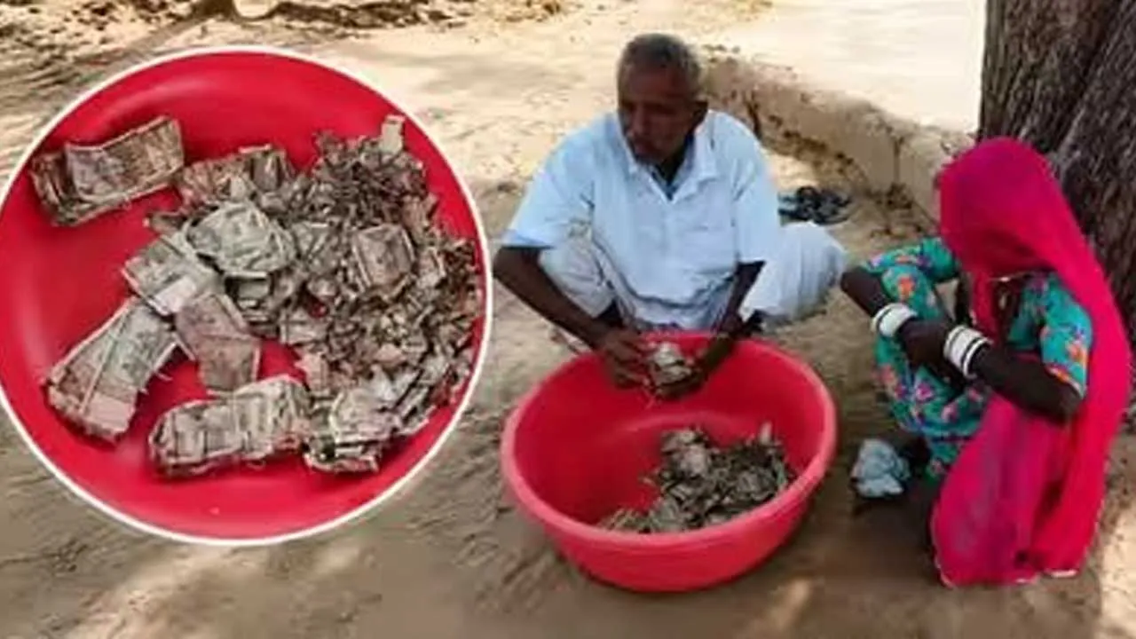 ચોરોથી બચાવવા ખેડૂતે રૂ. 5 લાખ રૂપિયા ખેતરમાં દાટી દીધા, નોટોમાં ઉધઈ લાગી ગઈ