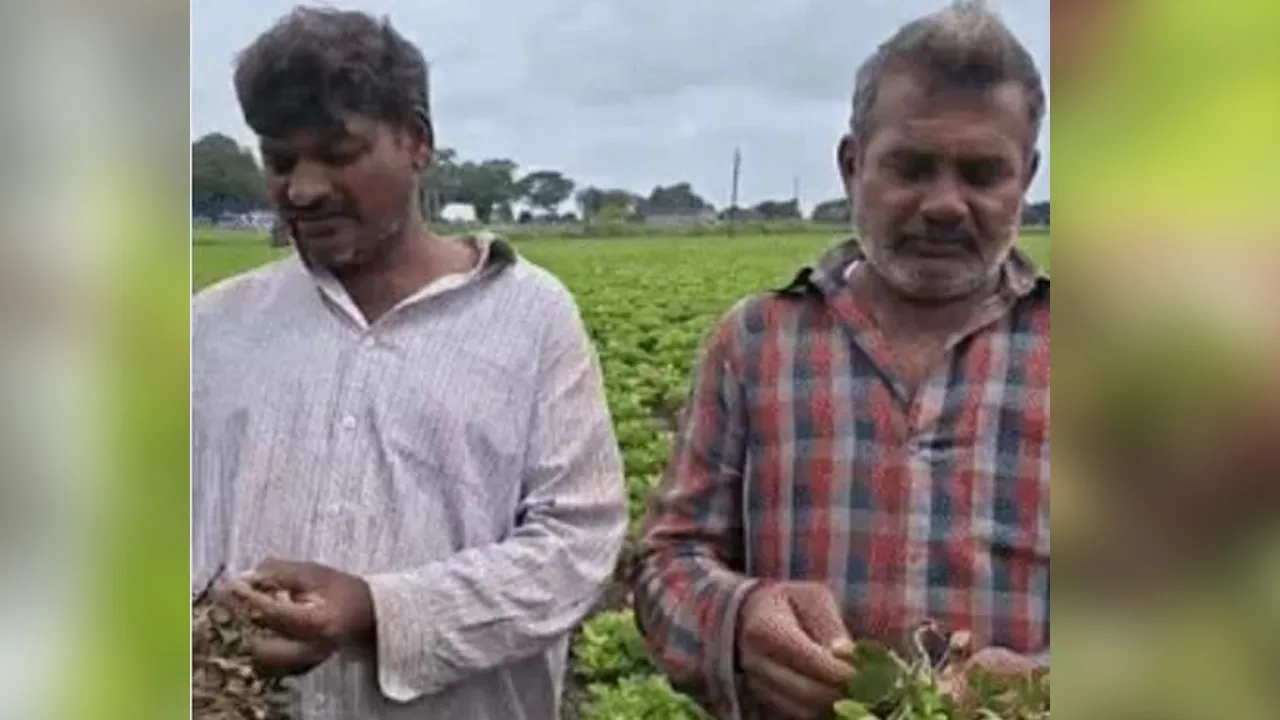 farmer1 