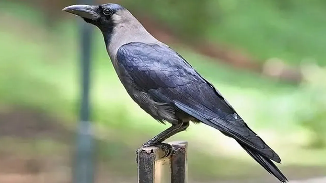 Uttarakhand-National-Bird 