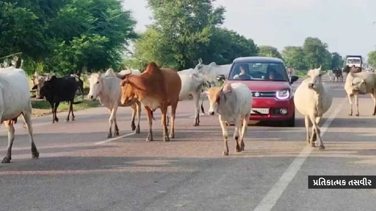 stray animals