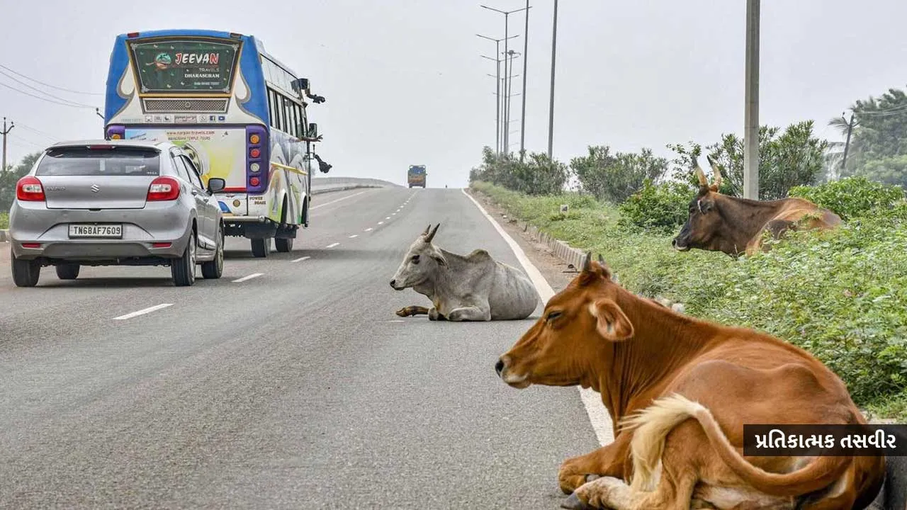 રસ્તા પર રખડતા પશુઓ દેખાયા તો માલિકોએ ભરવો પડશે ભારે દંડ; સરકારે નવા નિયમો અમલમાં મૂક્યા