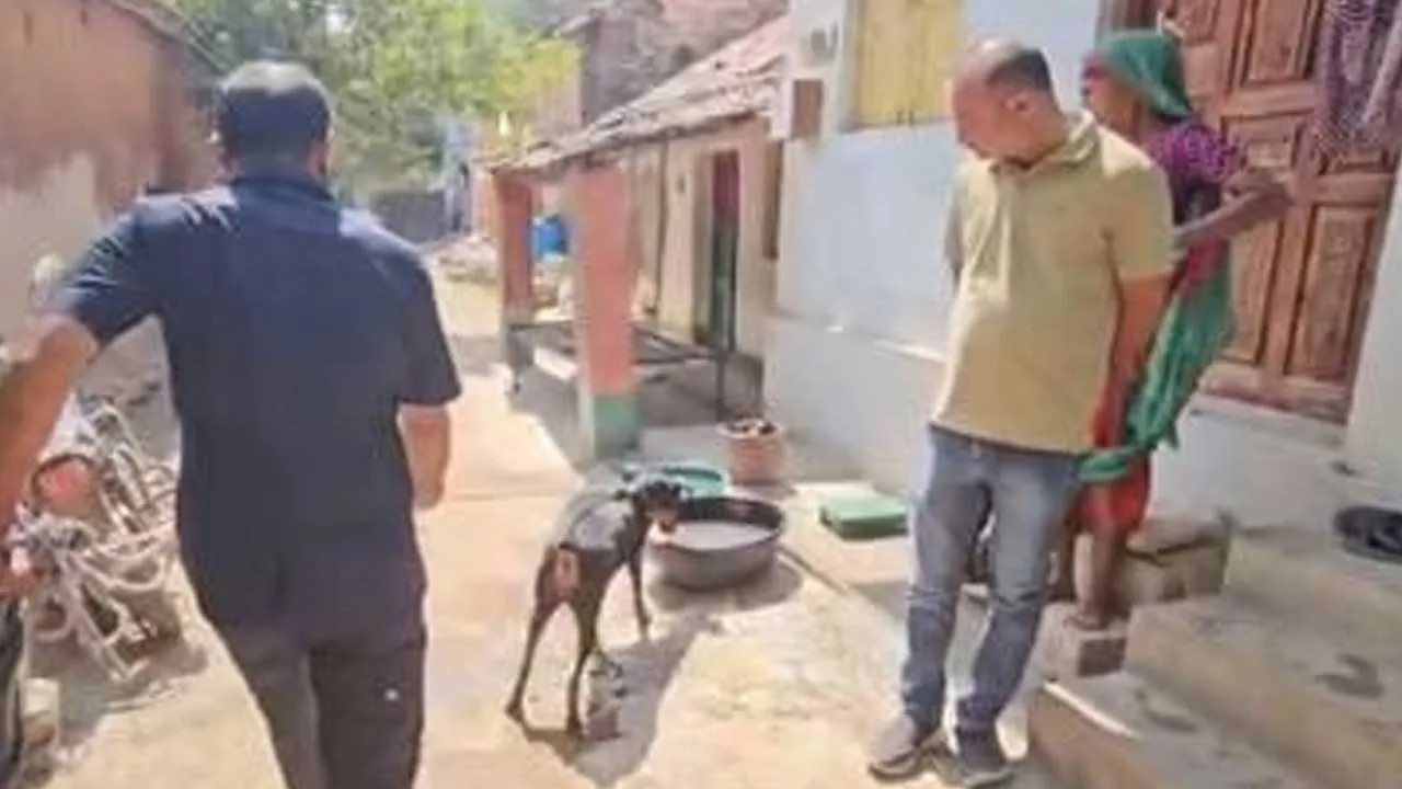Mother in law murder