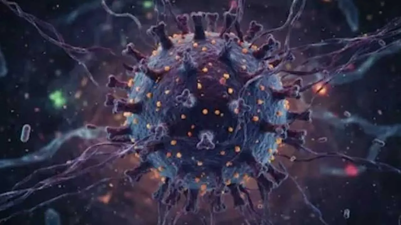 France-Shamonda Virus