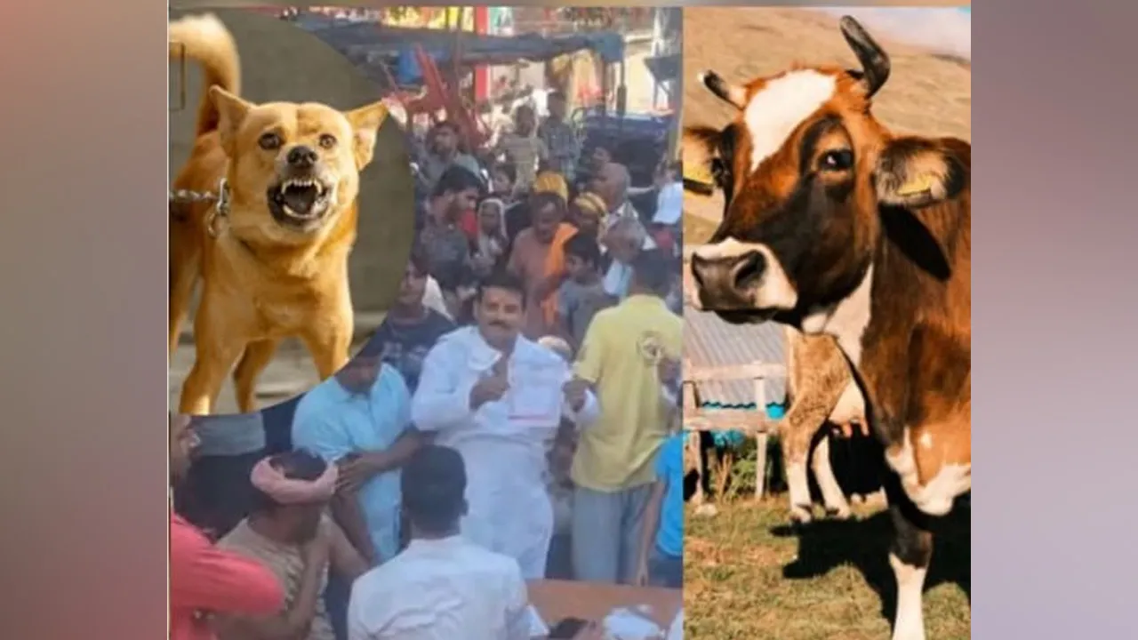 જે ગાયને કૂતરું કરડ્યું હતું તેના દૂધનું બે ગામના લોકોએ ચરણામૃત પીધું, 450 લોકોને હડકવાની રસી આપવી પડી
