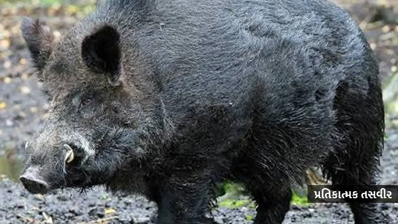 Boar-attack1 