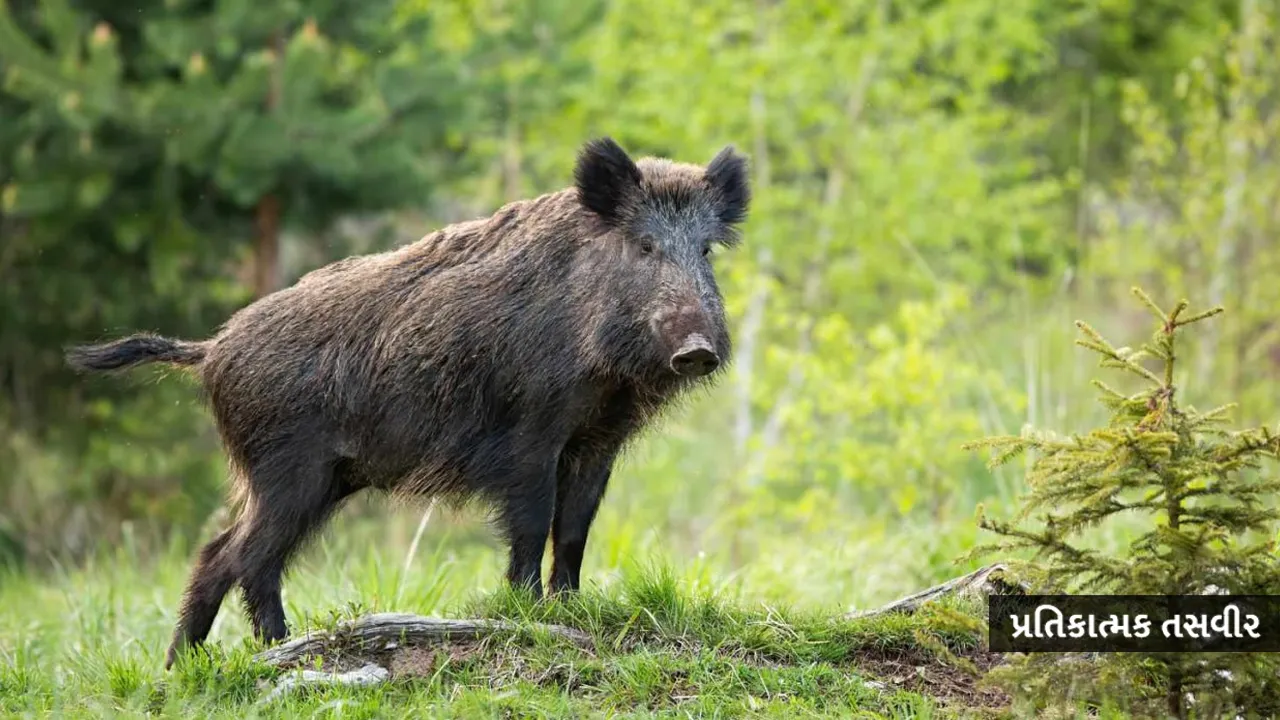 Boar-attack2 