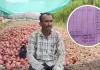 કિલો ડુંગળીના 50 પૈસા... 600 કિલો ડુંગળી વેચીને ખેડૂતને મળ્યા 301 રૂપિયા, પોતાના ખિસ્સામાંથી રૂ. 1082 ચૂકવ્યા