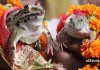 ‘કાર્ડ છપાવાયા, બેન્ડ-વાજા સાથે જાન પણ નીકળી અને પછી...’, દેડકા-દેડકીના લગ્ન શા કરાવાય છે?