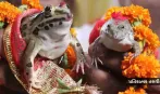 ‘કાર્ડ છપાવાયા, બેન્ડ-વાજા સાથે જાન પણ નીકળી અને પછી...’, દેડકા-દેડકીના લગ્ન શા કરાવાય છે?