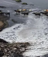 પ્રદૂષણ કરશો તો દંડ ભરીને છૂટી જશો, જેલ નહીં જવું પડે