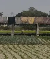 એન્જિનિયરોએ બુદ્ધિનું પ્રદર્શન કર્યું! નદી પર નહીં ખેતરોની વચ્ચોવચ પુલ ઊભો કરી દીધો