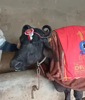 મુર્રા ભેંસે 29.65 લીટર દૂધ આપીને બુલેટ જીતી હતી, અગાઉ તેણે ટ્રેક્ટર અને 2 લાખ રૂપિયા પણ જીત્યા હતા