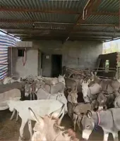 હવે સરકાર ગધેડા ઉછેરવા માટે 50 લાખ રૂપિયા આપશે, જાણી લો તેનો લાભ કેવી રીતે લેવો