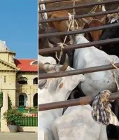 ‘રાજ્યની અંદર ગાય કે ગૌવંશને વાહનમાં લઈ જવા એ ગુનો નથી’, હાઈ કોર્ટેની ટિપ્પણી