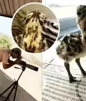 એક પક્ષીની સિક્યોરિટી માટે વન વિભાગે 50 સુરક્ષાકર્મીઓને તૈનાત કરી દીધા