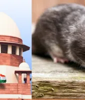 ‘લાંચના પૈસા ઉંદરો ખાઈ જતા...’ સુપ્રીમ કોર્ટે દોષિત મહિલા અધિકારીને જામીન આપી દીધા અને સજા પર રોક લગાવી દીધી