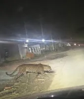 અમદાવાદમાં છેલ્લા 2 દિવસથી દીપડાની હાજરીથી લોકોમાં ભયનો માહોલ